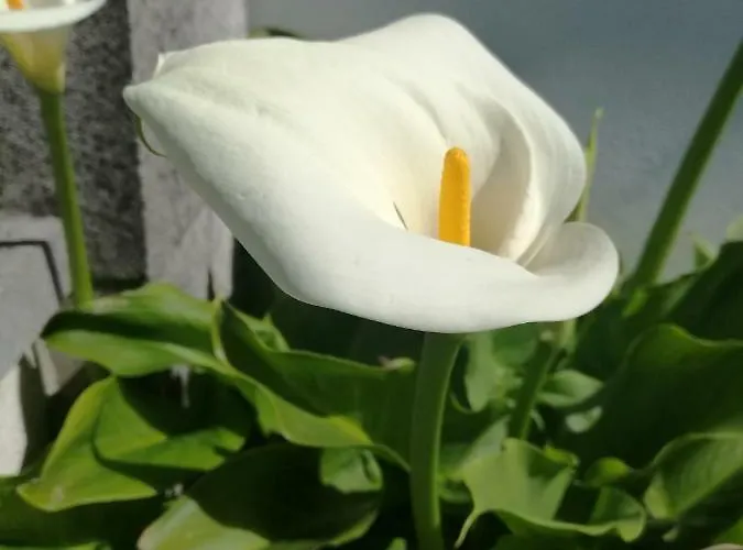 Casa Raquel * Pedrena