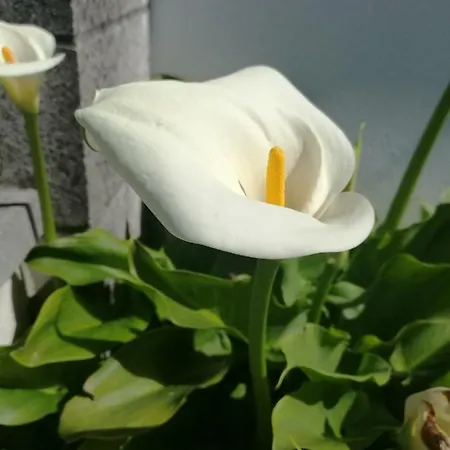 Casa Raquel * Pedreña